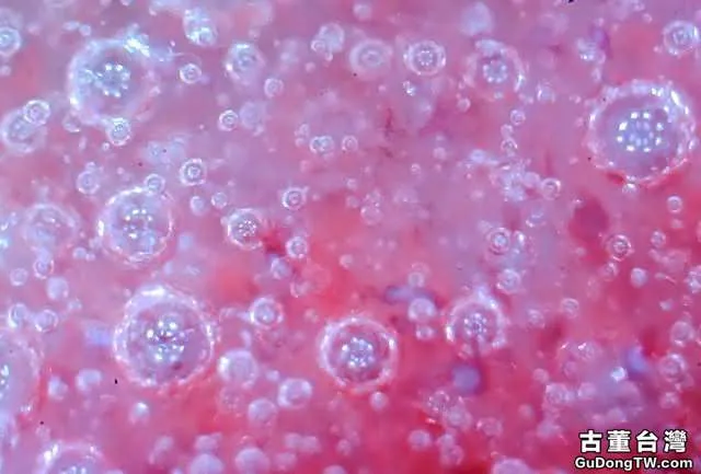 ?實物賞析:揭密比元青花還珍貴的「白滸孤窯」