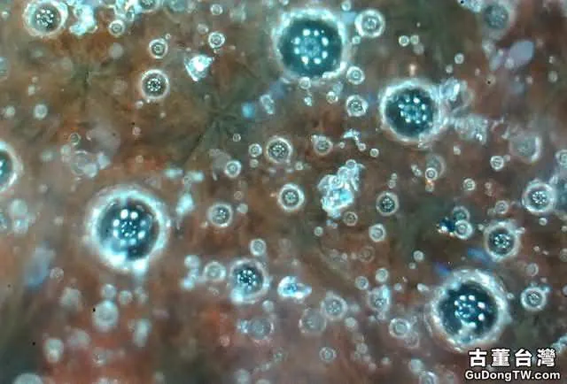 ?實物賞析:揭密比元青花還珍貴的「白滸孤窯」