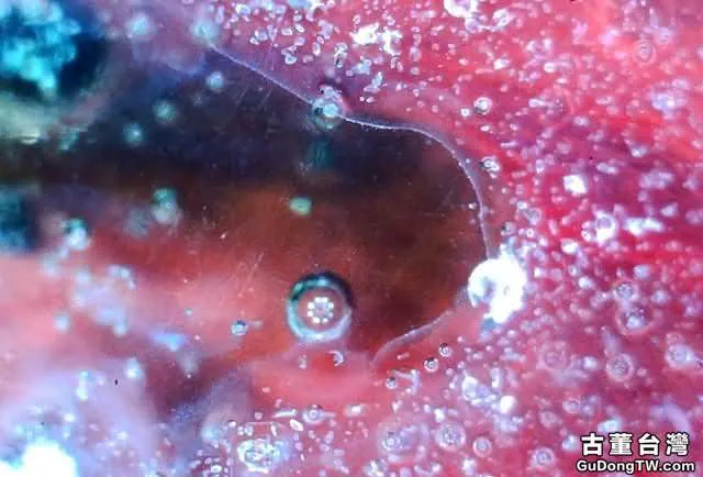 ?實物賞析:揭密比元青花還珍貴的「白滸孤窯」