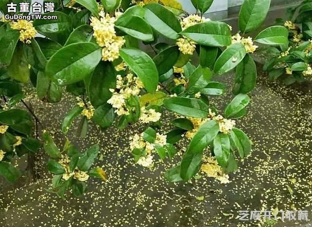 一篇文章帶你讀懂「梨皮泥」與「桂花砂」